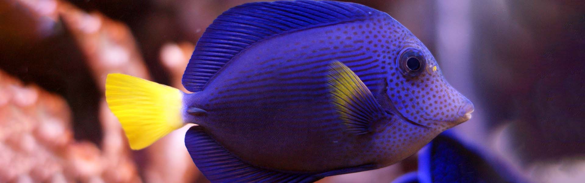 The Yellowtail Tang